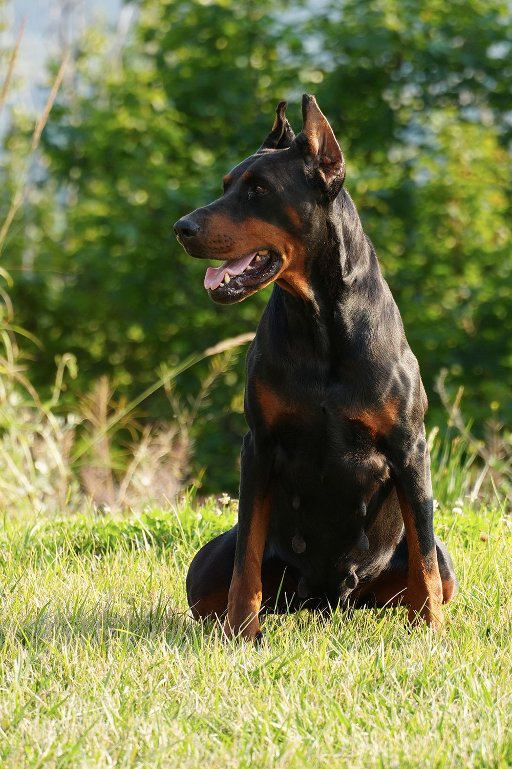 European Doberman Pinschers
