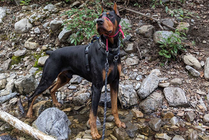 Doberman Pinscher