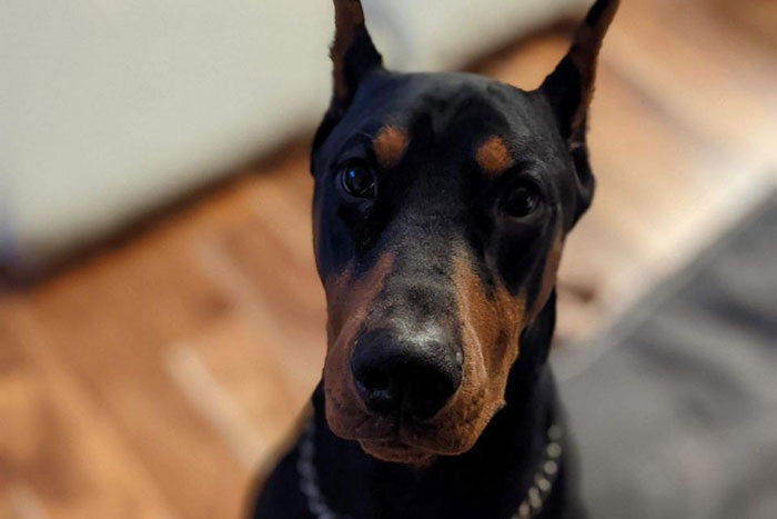 Doberman Breeder