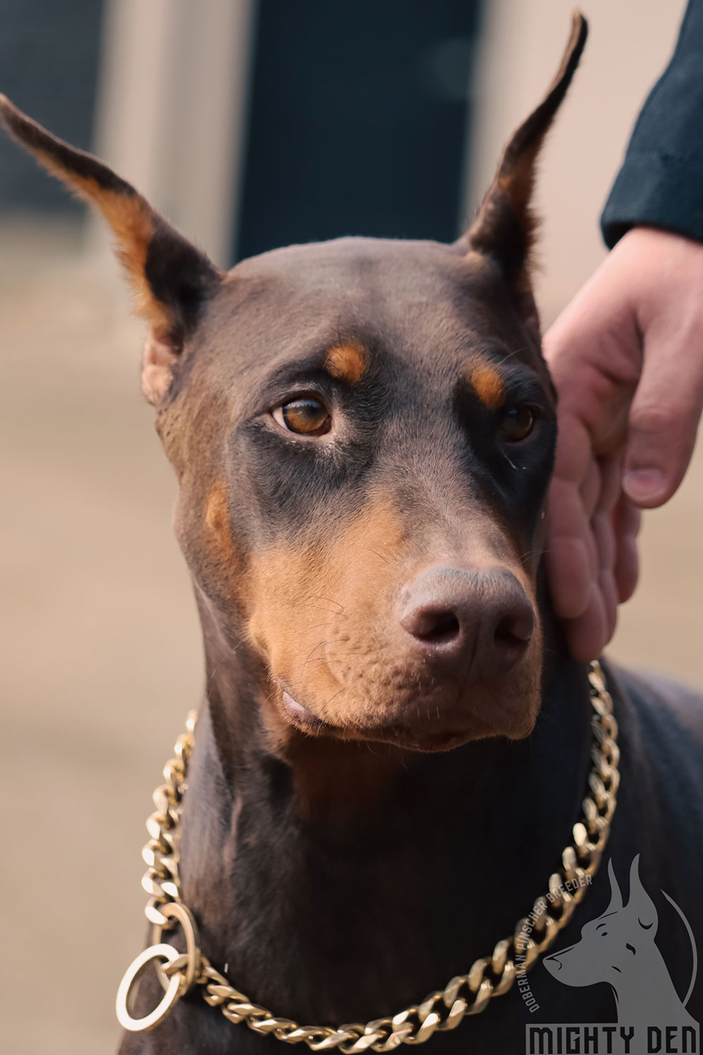 North American Doberman Pinchers